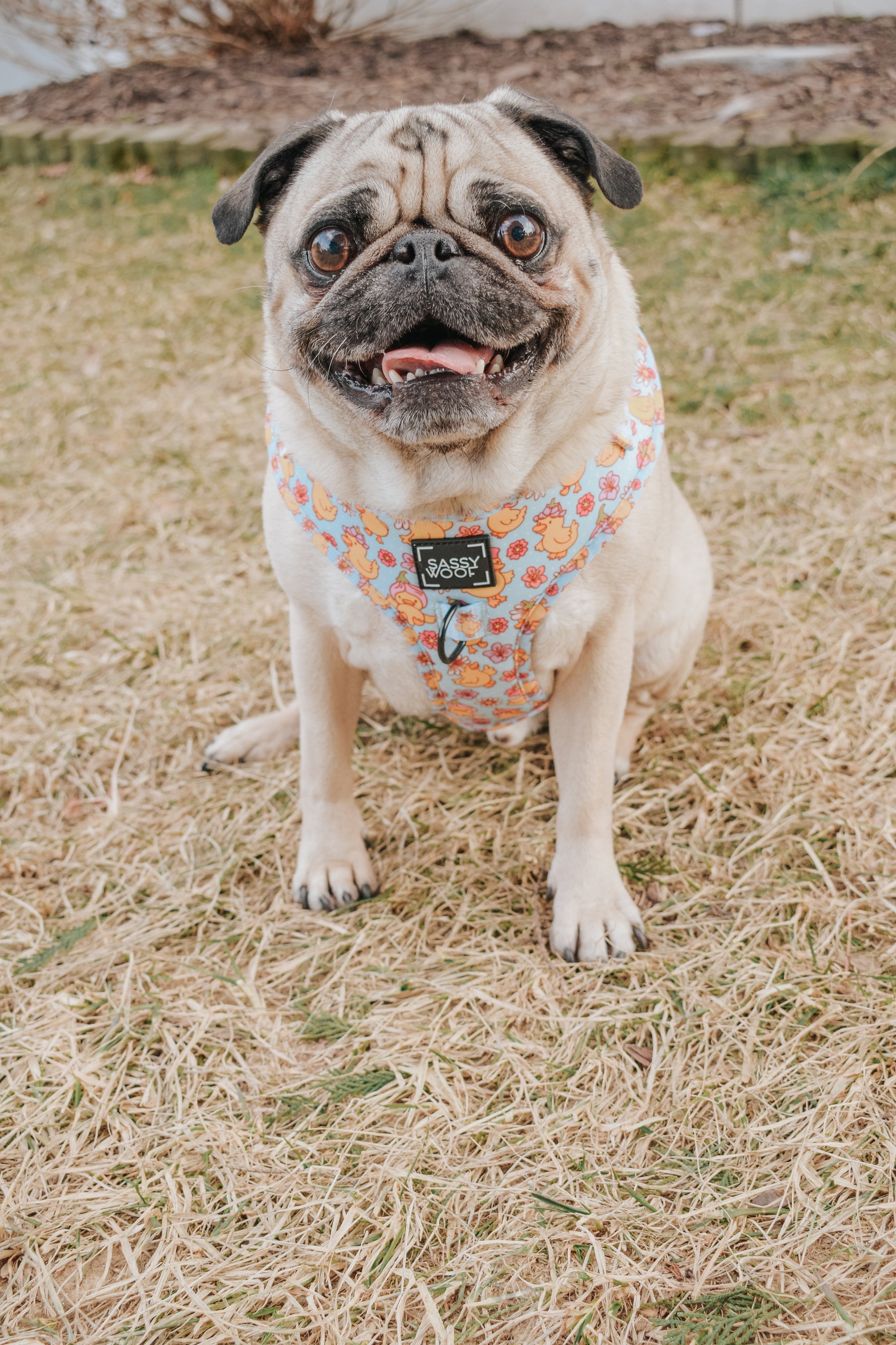 Dog Adjustable Harness - Good Duck, Babe!