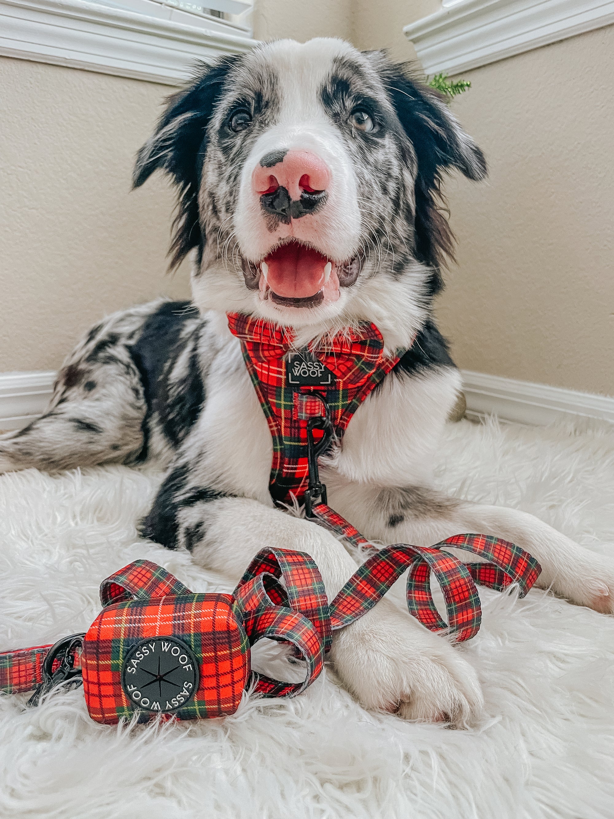 INFLUENCER_CONTENT | @BRODIE_G_THEBORDERCOLLIE | SIZE M/M